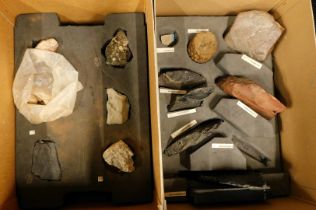 A collection of rock specimens, to include calamites, neuropteris, alethopteris. (2 boxes)