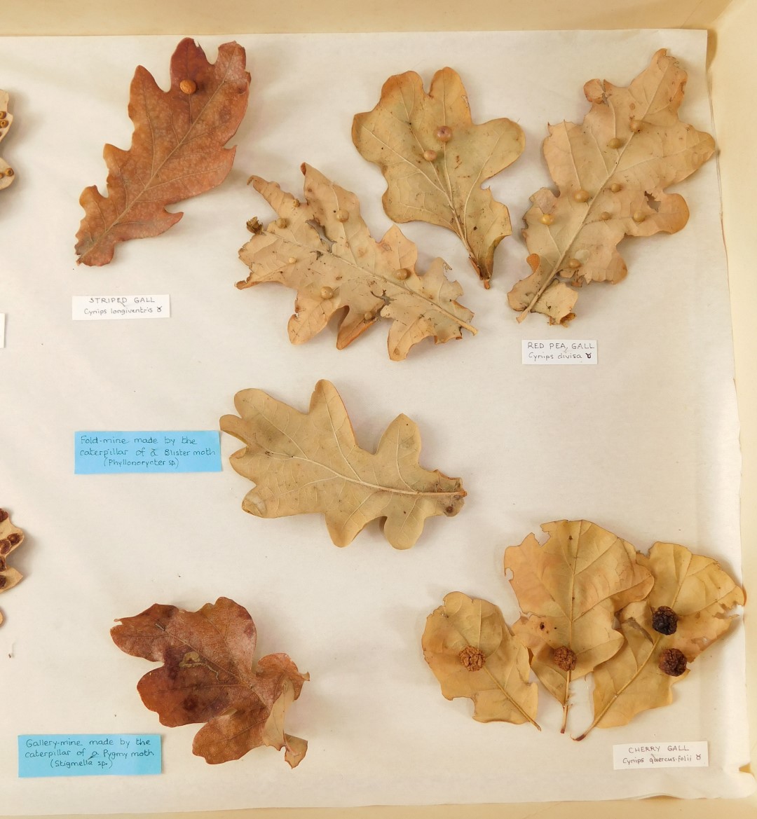 Two specimen cases, comprising gal and moth spawn, mounted to leaves ...