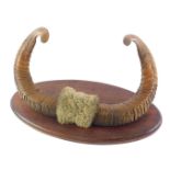 A pair of rams horns, mounted on an oval plaque, 37cm wide.