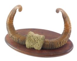 A pair of rams horns, mounted on an oval plaque, 37cm wide.