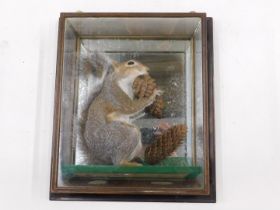 A taxidermied grey squirrel, in wall mounted glazed case, 34cm wide.