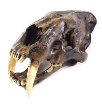A reproduction stained sabre tooth tiger skull, 37cm wide.