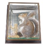 A taxidermied grey squirrel, in wall mounted glazed case, 34cm wide.