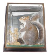 A taxidermied grey squirrel, in wall mounted glazed case, 34cm wide.