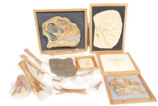 A group of anatomy related plaster mouldings, to include bone and skeletal fractures, moth geo educa