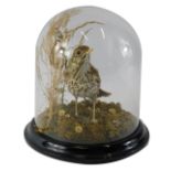 A taxidermied thrush, in glass and ebonised dome, 23cm high.