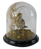 A taxidermied thrush, in glass and ebonised dome, 23cm high.