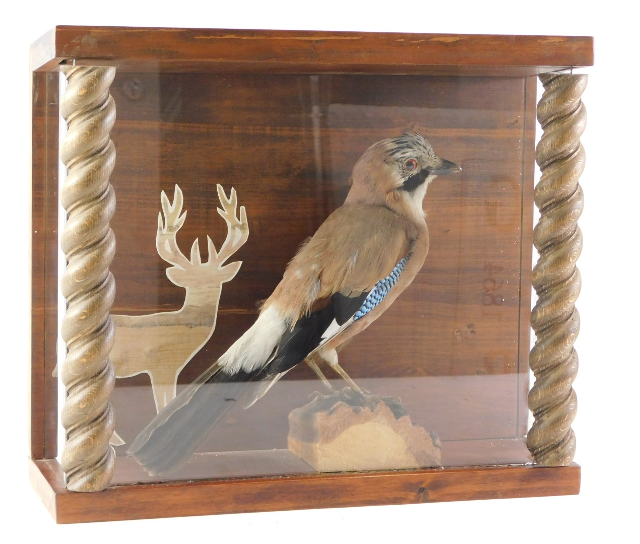 A taxidermied jay, in glazed case, 39cm wide.