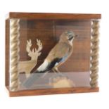 A taxidermied jay, in glazed case, 39cm wide.