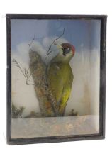 A taxidermied woodpecker, naturalistically mounted on a log, within an ebonised and glazed case, 32c