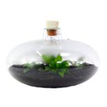 A glass terrarium, of compressed globular form, with stopper, containing four plants, approx 17cm