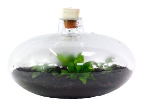 A glass terrarium, of compressed globular form, with stopper, containing four plants, approx 17cm