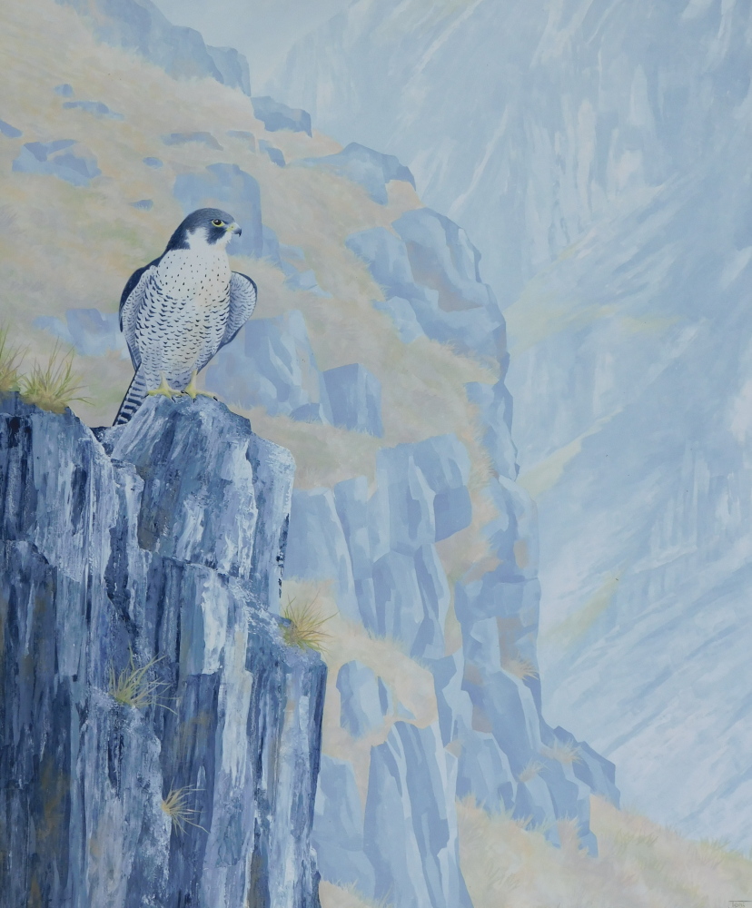 Toni Watts (20thC). Falcon, oil on board, signed, 60cm x 49cm.