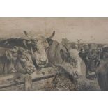 T. Wright. Cattle, artist signed engraving with printed vignette to margin, 33.5cm x 43cm.