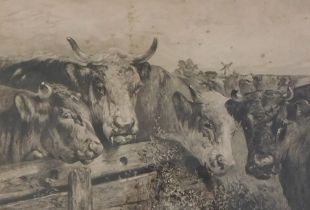 T. Wright. Cattle, artist signed engraving with printed vignette to margin, 33.5cm x 43cm.