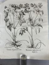 After Basilius Besler: etching from 'Hortus Eystettensis'