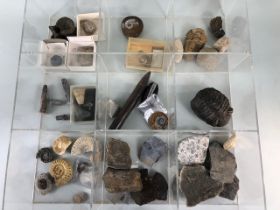 Fossil interest, Collection of Jurassic coast fossils and others, to include a good size curled
