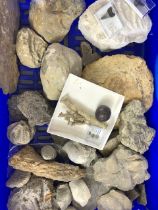 Fossil, geological interest, a collection of larger display sea related specimens, including large