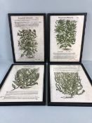 Mathioli prints, four framed late 16th century style block printed book plates after Mattiori Pietro