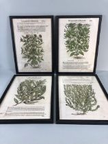 Mathioli prints, four framed late 16th century style block printed book plates after Mattiori Pietro