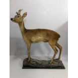 Taxidermy , Vintage full study of female Roe deer with antlers standing on a faux rock base