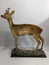 Taxidermy , Vintage full study of female Roe deer with antlers standing on a faux rock base