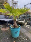 Blue glazed pot by Heritage Garden containing ornamental palm