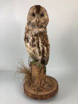 Taxidermy Interest, vintage Tawny Owl in life like pose mounted on a a bark stump with log base