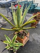 Terracotta pot and one other, both containing Aloe Vera plants