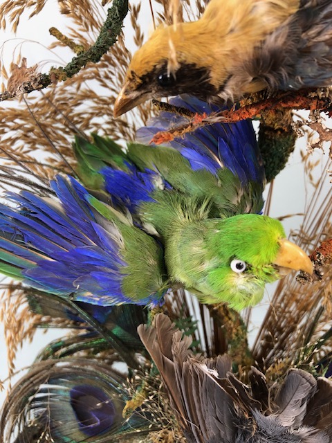 Taxidermy: collection of three Taxidermy small birds in a Naturalistic setting amongst dried grass - Image 4 of 12