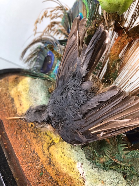 Taxidermy: collection of three Taxidermy small birds in a Naturalistic setting amongst dried grass - Image 7 of 12