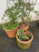 Three circular terracotta garden pots and associated plants