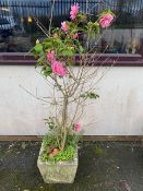 Square concrete garden pot containing a Camelia shrub