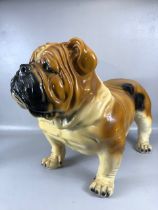 Large composite model of a Bulldog, hand painted and approx 48cm tall