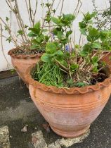 Two large terracotta pots with piecrust edging and hydrangea shrubs