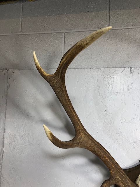 Taxidermy interest, large set of deer antlers and skull mounted on a wooden shield - Image 3 of 11
