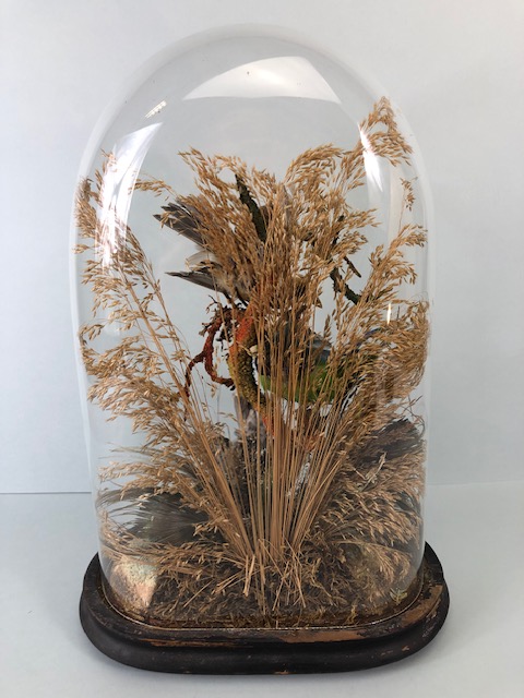 Taxidermy: collection of three Taxidermy small birds in a Naturalistic setting amongst dried grass - Image 2 of 12