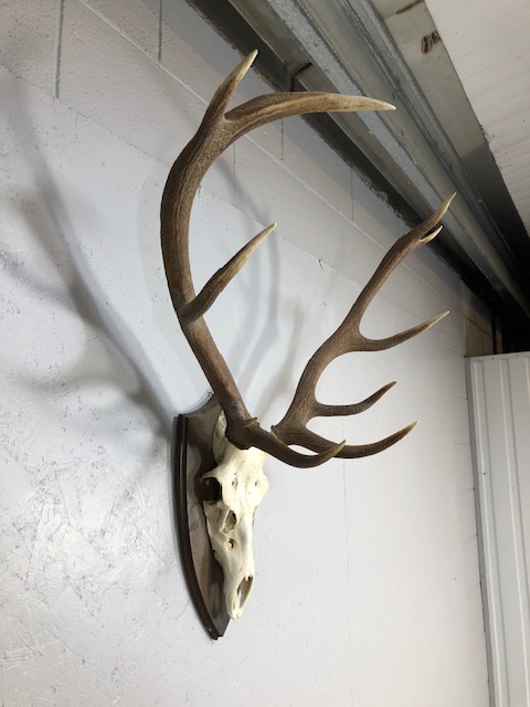 Taxidermy interest, large set of deer antlers and skull mounted on a wooden shield - Image 5 of 11