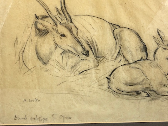 Pencil study titled 'Eland Antelope S. Africa', signed M. Wells, approx 43cm x 31cm - Image 3 of 5