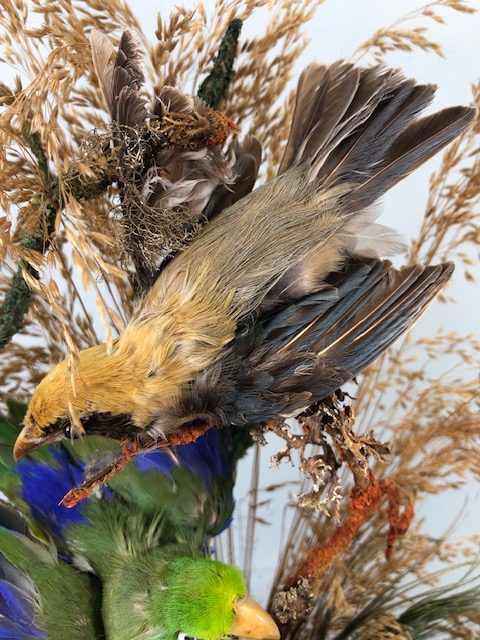 Taxidermy: collection of three Taxidermy small birds in a Naturalistic setting amongst dried grass - Image 5 of 12