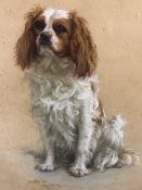 Pastel portrait of a Cavalier King Charles Spaniel, Cobbly of Corr Castle, copy of Pedigree form