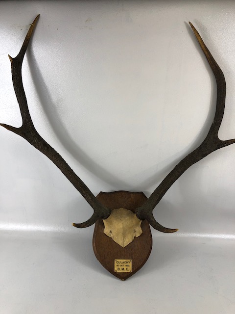 Taxidermy Sporting interest, a pair of dear antlers mounted on a shield with a plaque CULACHY 4th