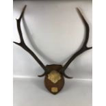 Taxidermy Sporting interest, a pair of dear antlers mounted on a shield with a plaque CULACHY 4th