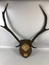 Taxidermy Sporting interest, a pair of dear antlers mounted on a shield with a plaque CULACHY 4th
