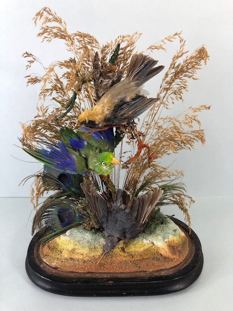 Taxidermy: collection of three Taxidermy small birds in a Naturalistic setting amongst dried grass - Image 3 of 12
