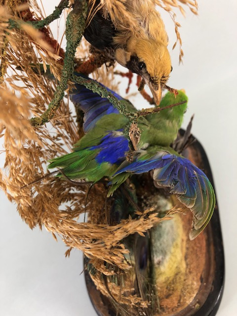 Taxidermy: collection of three Taxidermy small birds in a Naturalistic setting amongst dried grass - Image 11 of 12