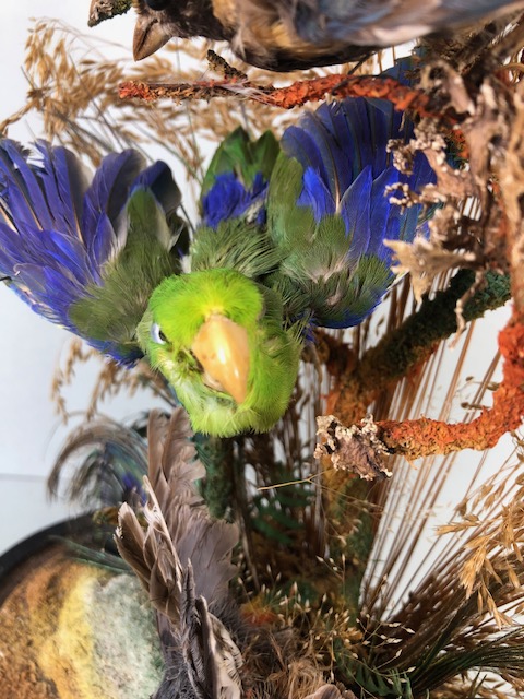 Taxidermy: collection of three Taxidermy small birds in a Naturalistic setting amongst dried grass - Image 8 of 12