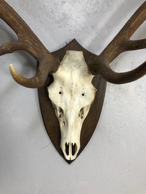Taxidermy interest, large set of deer antlers and skull mounted on a wooden shield - Image 2 of 11