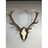 Taxidermy interest, large set of deer antlers and skull mounted on a wooden shield