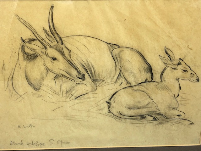 Pencil study titled 'Eland Antelope S. Africa', signed M. Wells, approx 43cm x 31cm - Image 2 of 5